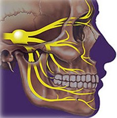 Строение челюстно-лицевой области