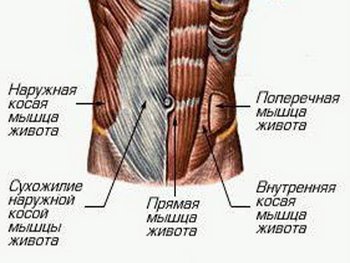 Мышцы живота - структура и функции